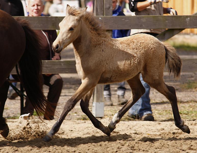 Heidar von Heidmoor c.jpg